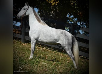 Tennessee walking horse, Jument, 5 Ans, 142 cm, Gris