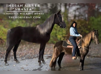 Tennessee walking horse, Jument, 5 Ans, 152 cm, Noir