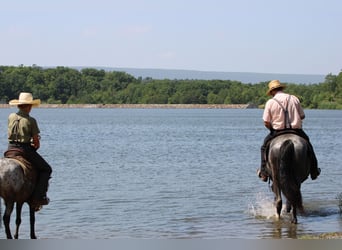 Tennessee walking horse, Jument, 5 Ans, 155 cm, Rouan Bleu