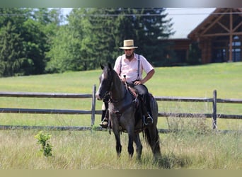 Tennessee walking horse, Jument, 5 Ans, 155 cm, Rouan Bleu