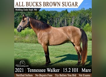 Tennessee walking horse, Jument, 5 Ans, 157 cm, Buckskin