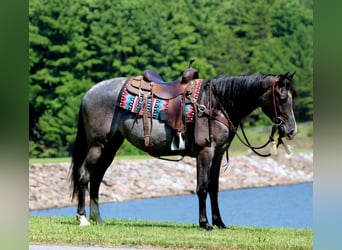 Tennessee walking horse, Jument, 5 Ans, Rouan Bleu