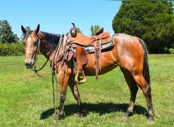 Tennessee walking horse, Jument, 6 Ans, 137 cm, Bai cerise
