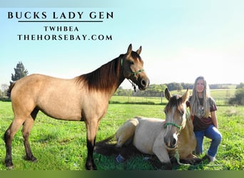 Tennessee walking horse, Jument, 6 Ans, 152 cm, Buckskin