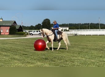 Tennessee walking horse, Jument, 6 Ans, 152 cm, Palomino