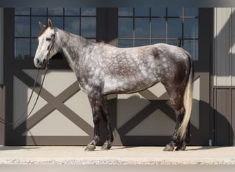 Tennessee walking horse, Jument, 7 Ans, 152 cm, Gris