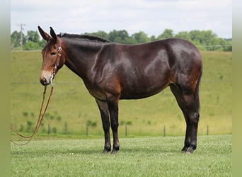 Tennessee walking horse, Jument, 7 Ans, Bai brun