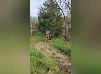 Tennessee walking horse, Jument, 8 Ans, 142 cm, Alezan cuivré