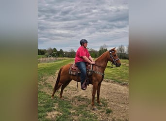 Tennessee walking horse, Jument, 8 Ans, 142 cm, Alezan cuivré