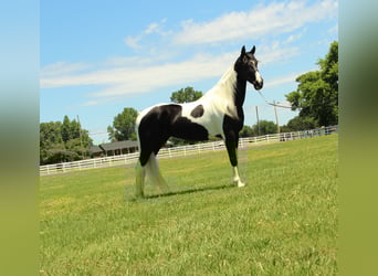 Tennessee walking horse, Jument, 8 Ans, 155 cm, Tobiano-toutes couleurs