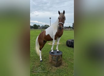 Tennessee walking horse, Jument, 9 Ans, 132 cm, Tobiano-toutes couleurs