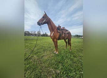 Tennessee walking horse, Jument, 9 Ans, 142 cm, Alezan cuivré