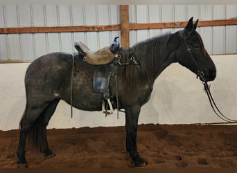 Tennessee walking horse, Jument, 9 Ans, 150 cm, Rouan Bleu
