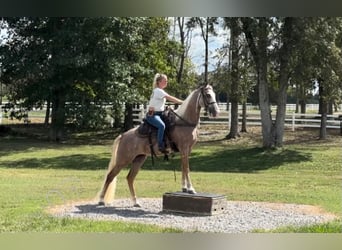 Tennessee walking horse, Jument, 9 Ans, 152 cm, Alezan brûlé