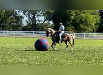 Tennessee walking horse, Jument, 9 Ans, 152 cm, Alezan brûlé