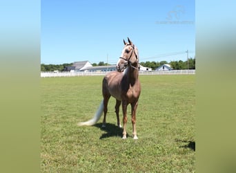 Tennessee walking horse, Jument, 9 Ans, 152 cm, Alezan brûlé