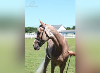 Tennessee walking horse, Jument, 9 Ans, 152 cm, Alezan brûlé