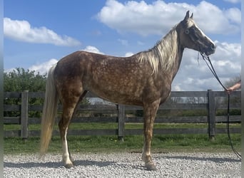 Tennessee walking horse, Jument, 9 Ans, 152 cm, Gris pommelé
