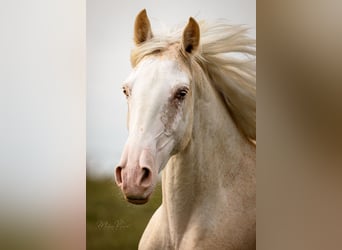 Tennessee walking horse, Jument, 9 Ans, 157 cm, Sabino