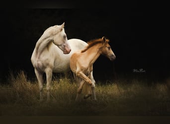 Tennessee walking horse, Jument, 9 Ans, 157 cm, Sabino