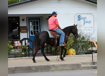 Tennessee walking horse, Mare, 10 years, 14.2 hh, Black