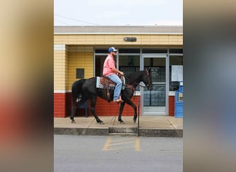 Tennessee walking horse, Mare, 10 years, 14.2 hh, Black