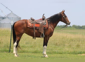 Tennessee walking horse, Mare, 10 years, 15.1 hh, Bay