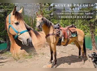Tennessee walking horse, Mare, 10 years, 15 hh, Buckskin