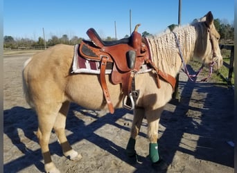 Tennessee walking horse, Mare, 11 years, 14 hh, Palomino