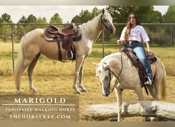 Tennessee walking horse, Mare, 11 years, 15 hh, Palomino