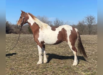 Tennessee walking horse, Mare, 11 years, Tobiano-all-colors