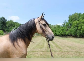 Tennessee walking horse, Mare, 12 years, 14.3 hh, Buckskin