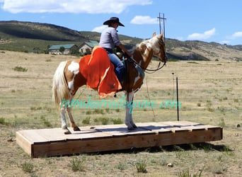 Tennessee walking horse, Mare, 12 years, 15.1 hh, Palomino