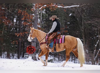 Tennessee walking horse, Mare, 12 years, 15 hh, Palomino