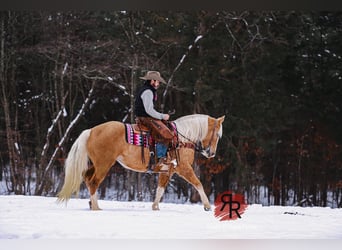 Tennessee walking horse, Mare, 12 years, 15 hh, Palomino