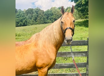 Tennessee Walking Horse, Stute, 12 Jahre, 15 hh, Rotfuchs