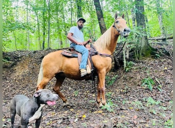 Tennessee Walking Horse, Stute, 12 Jahre, 15 hh, Rotfuchs