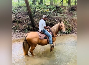 Tennessee Walking Horse, Stute, 12 Jahre, 15 hh, Rotfuchs