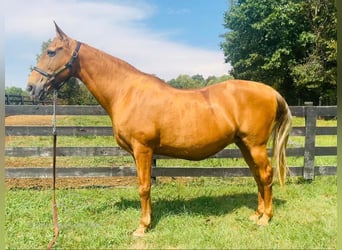 Tennessee Walking Horse, Stute, 12 Jahre, 15 hh, Rotfuchs