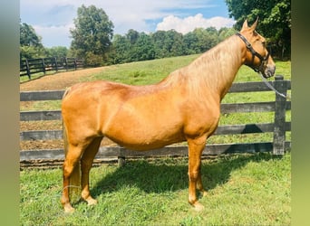 Tennessee Walking Horse, Stute, 12 Jahre, 15 hh, Rotfuchs