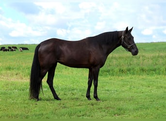 Tennessee walking horse, Mare, 12 years, 15,3 hh, Black