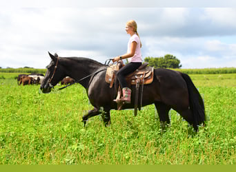 Tennessee walking horse, Mare, 12 years, 15,3 hh, Black