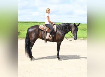 Tennessee walking horse, Mare, 12 years, 15,3 hh, Black
