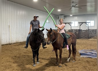 Tennessee walking horse, Mare, 12 years, 15,3 hh, Black