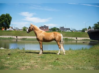 Tennessee walking horse, Mare, 13 years, 15.1 hh, Palomino