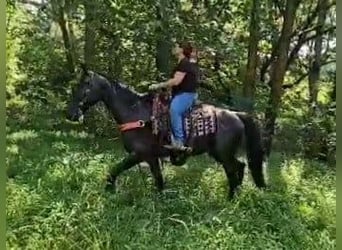 Tennessee walking horse, Mare, 14 years, 15 hh, Black