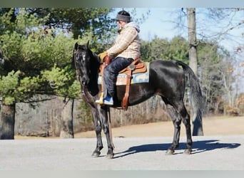 Tennessee walking horse, Mare, 14 years, 15 hh, Black