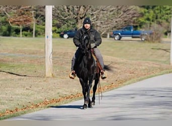 Tennessee walking horse, Mare, 14 years, 15 hh, Black