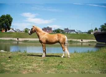 Tennessee walking horse, Mare, 14 years, 15,1 hh, Palomino