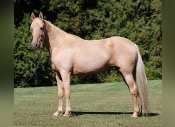 Tennessee walking horse, Mare, 15 years, 14.3 hh, Palomino